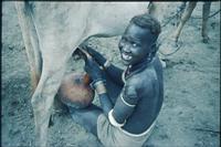 Milking a cow - Nuer