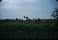 The trailblazers first contingent off to make cattle camp thru tall grass. Stands on ant hill -1955